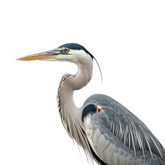 Fototapeta premium Great Blue Heron standing in profile with a transparent background.