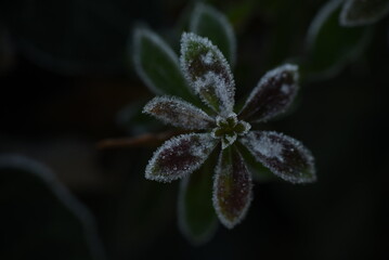 frost on leaf