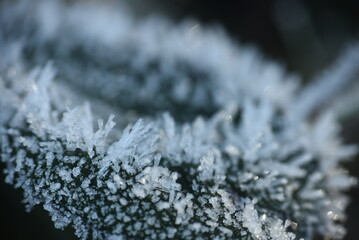 frost on a leaf