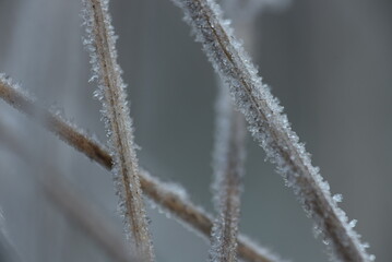 icicles on a grass