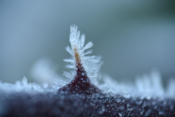 frost on branches