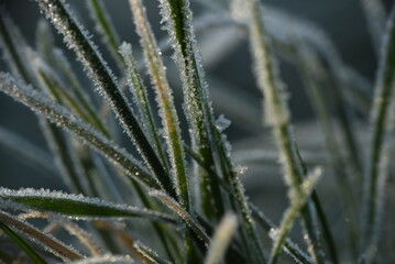 frost on grass