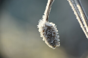 buds of a willow
