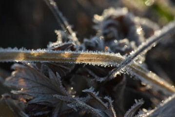 frost on a leaf