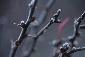 frost on a branch