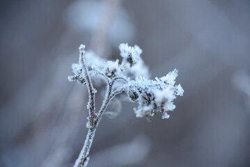 frost on branches 