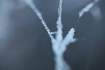 a frozen spider's web