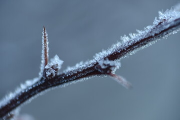 a branch of a tree frozen