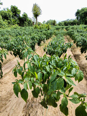 Row of Green Chili Plants with Clear Passage for Farmers in a Vibrant Agricultural Field