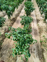 Row of Green Chili Plants with Clear Passage for Farmers in a Vibrant Agricultural Field