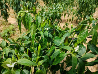 Close-Up of Lush Green Chili Plants with Vibrant Chilies Growing Abundantly
