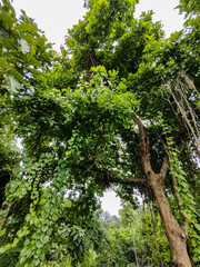 Lush Green Tree Adorned with Climbing Ivy in a Vibrant Natural Setting