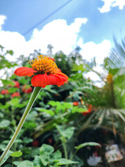 Vibrant Orange Dahlia Flower Against a Clear Sky: A Stunning Nature Capture