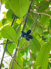 A Small Bunch of Black Plum (Java Plum) Hanging from a Lush Green Plant