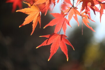 伏見桃山城の紅葉