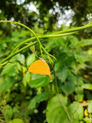 A Yellow Butterfly Gracefully Perched on Lush Green Ivy Leaves