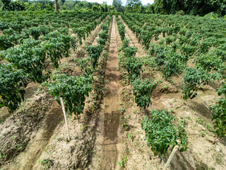 Row of Green Chili Plants with Clear Passage for Farmers in a Vibrant Agricultural Field