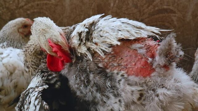 Chickens with bald butts, featherless roosters with skin on a poultry farm