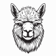 Alpaca Vector Images. Black White Alpaca Stock Illustration on white background.