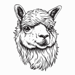 Alpaca Head Vector. Black and white Alpaca Head Vector on white background.