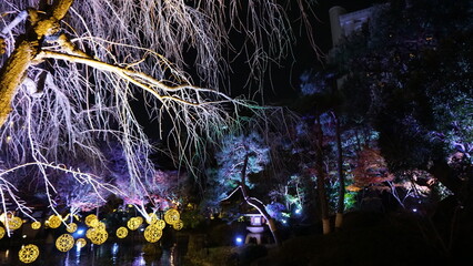 夜の日本庭園
