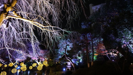 夜の日本庭園