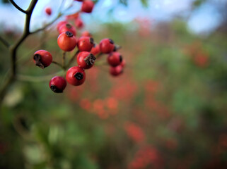 12月に赤く実ったノイバラ