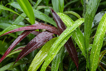 Obraz premium Lush green and red leaves glisten with raindrops, showcasing vibrant colors and textures in tropical setting. freshness of nature is beautifully captured