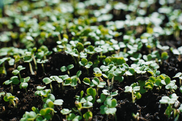 Arugula sprouts grow in close up
