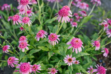 Pink flowers of Echinacea purpurea Razzmatazz in the garden