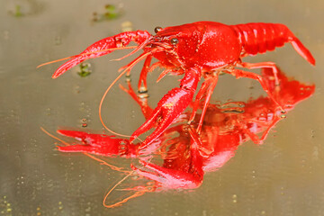 A freshwater crayfish is resting on a mossy rock by the river. This aquatic animal has the scientific name Cherax quadricarinatus.
