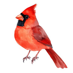 A watercolor vector painting of a cardinal, isolated on a white background. Cardinal vector.

