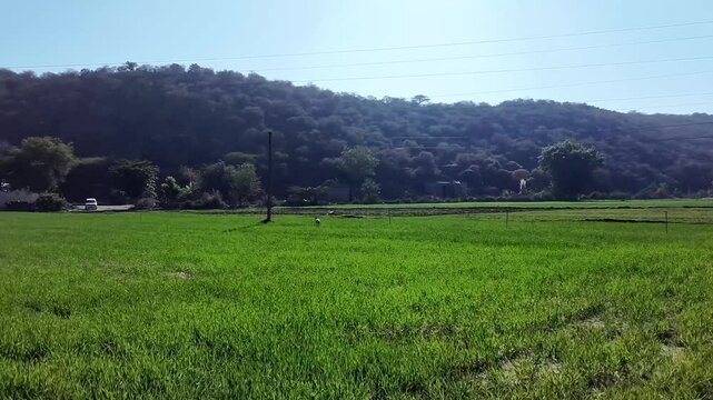 Lush green feilds