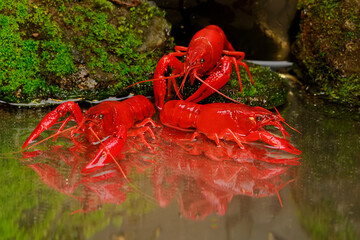 Three freshwater crayfish are resting on a mossy rock by the river. This aquatic animal has the scientific name Cherax quadricarinatus.