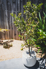 small mandarin orange  tree with flowers