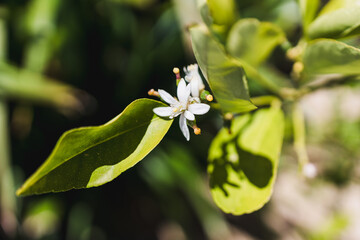 small mandarin orange  tree with white flower