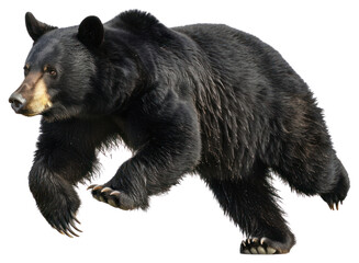PNG Black bear running photography wildlife animal.