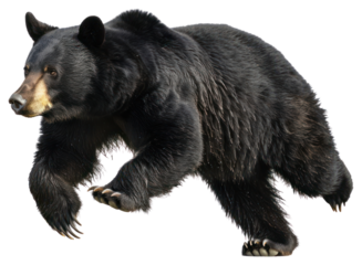 PNG Black bear running photography wildlife animal.