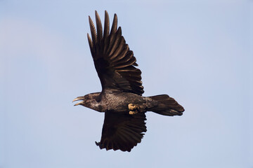 Raven flying