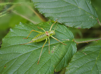 Steppen-Sattelschrecke (Ephippiger ephippiger)