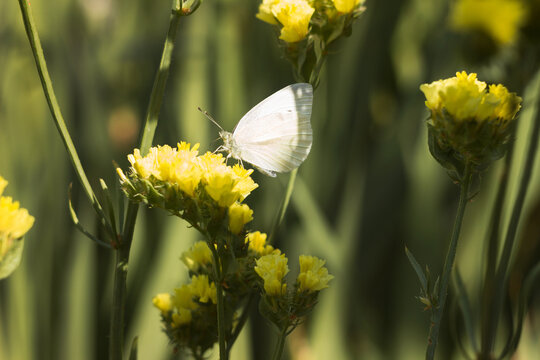 White butterfly (Pieris brassicae) sitting on yellow Limonium flower in summer in the garden, background