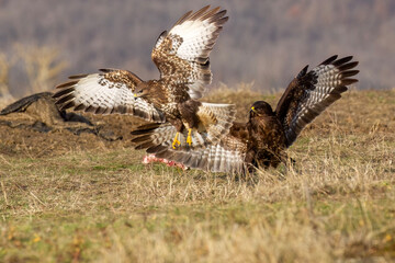 Buzzards fighting