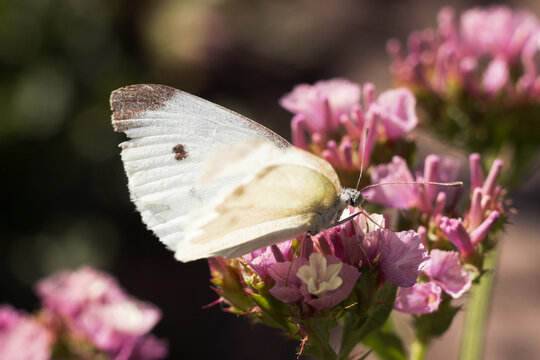 White butterfly (Pieris brassicae) sitting on pink Limonium flower in summer in the garden, background