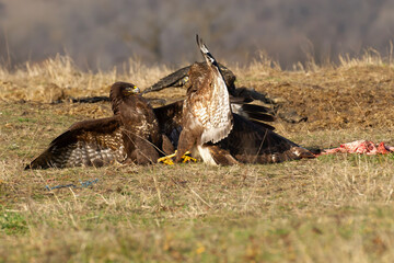 Two buzzards fighting