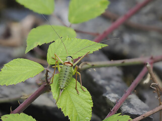 Steppen-Sattelschrecke (Ephippiger ephippiger)
