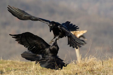 Ravens fighting