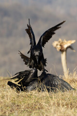 Northern Ravens Fighting