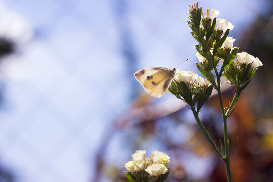 White butterfly (Pieris brassicae) sitting on Limonium flower in summer in the garden, background