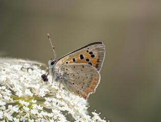 Kleiner Feuerfalter (Lycaena phlaeas)