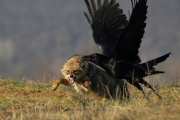 Jackal attacks raven